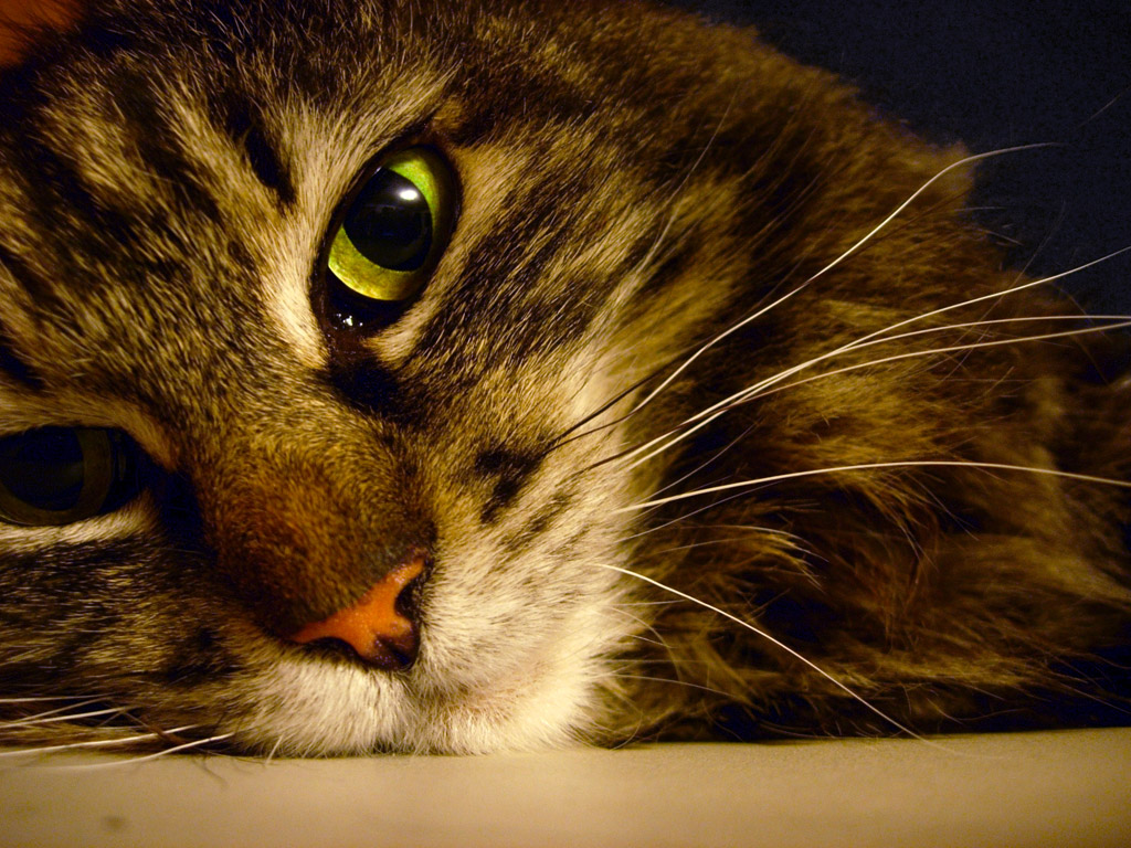 Морда Европейской короткошерстной кошки фото